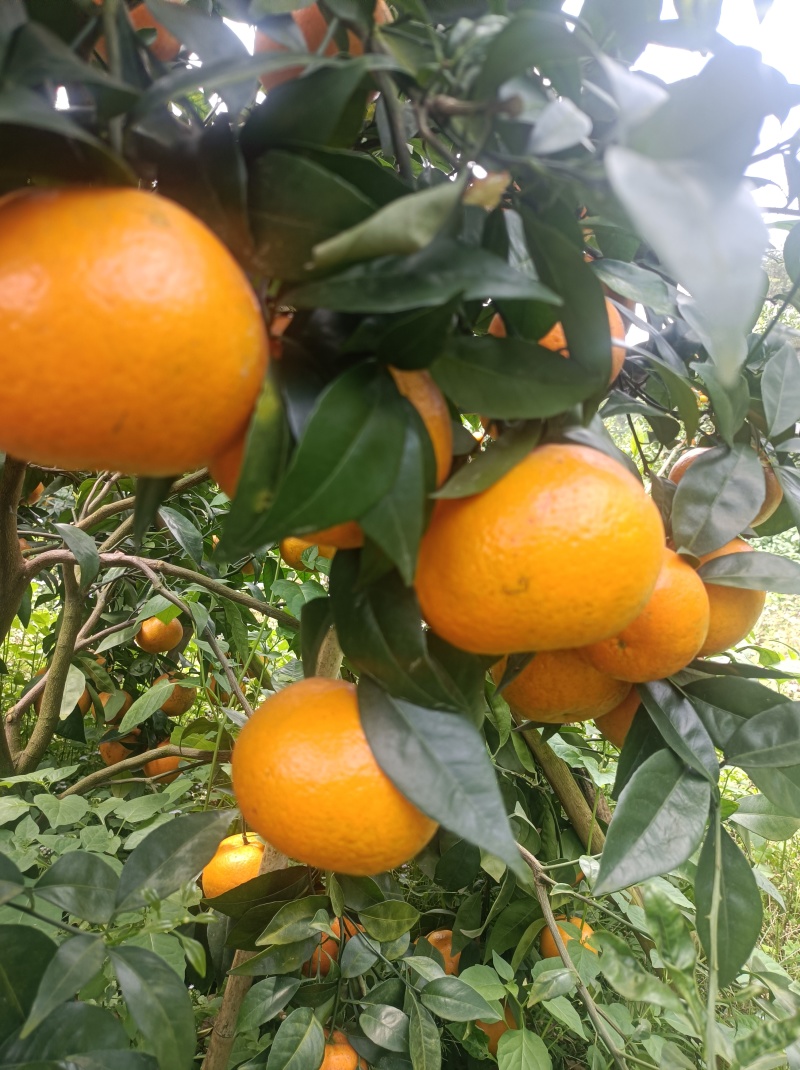 江永电商夏橙大量上市啦，口感，水分都上来了，有需要的老板