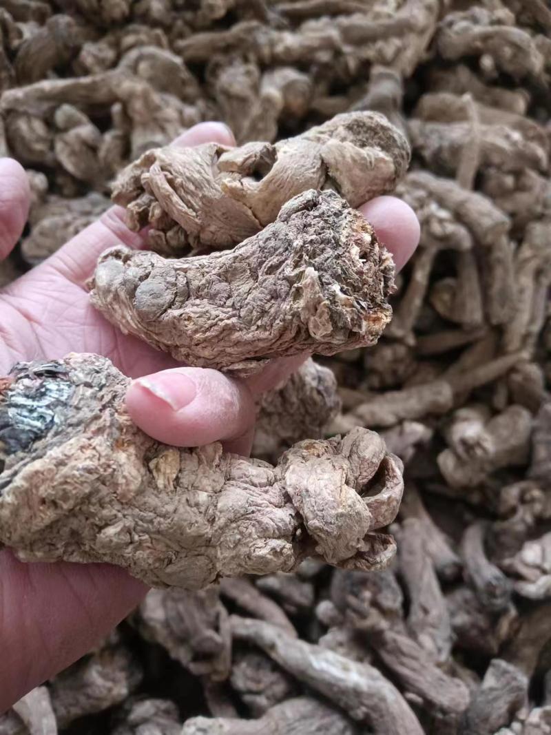 甘肃岷县无硫当归头手选当归产地直供量大从优全国发货