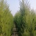 塔柏蜀桧柏树