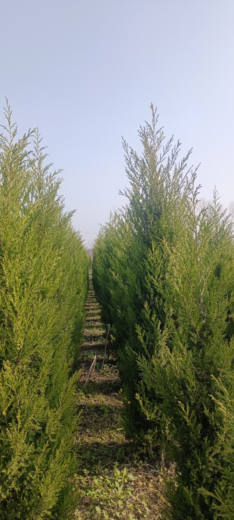 塔柏蜀桧柏树