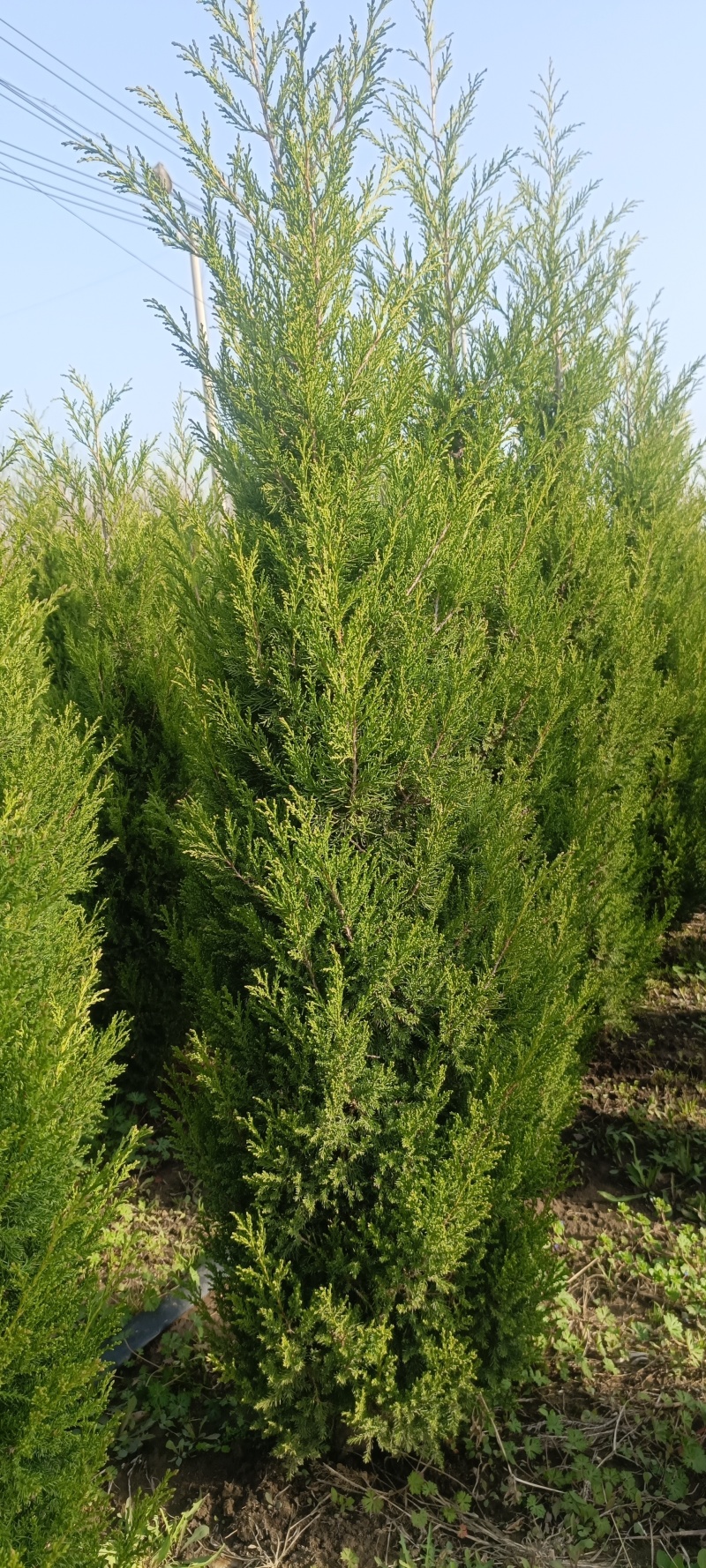 塔柏蜀桧柏树