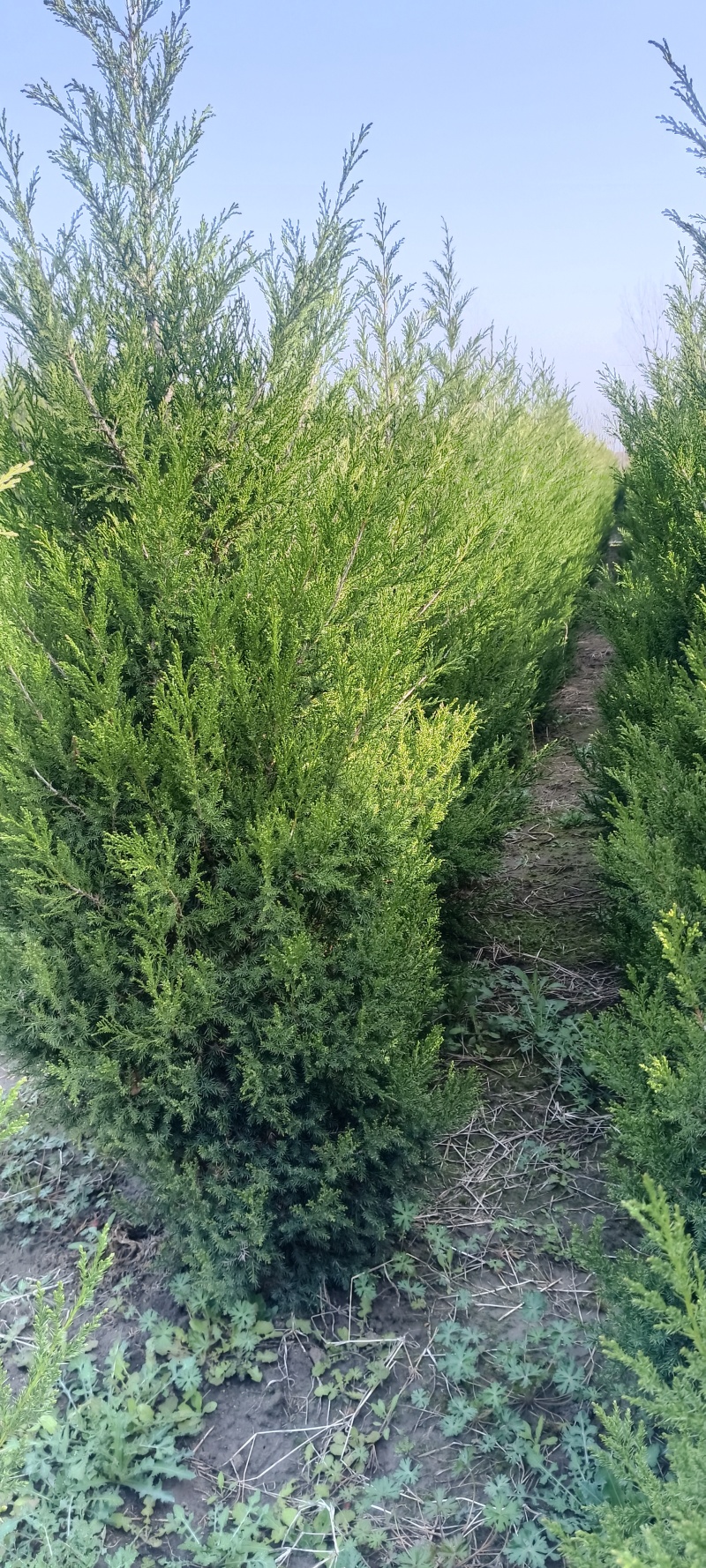 塔柏蜀桧柏树