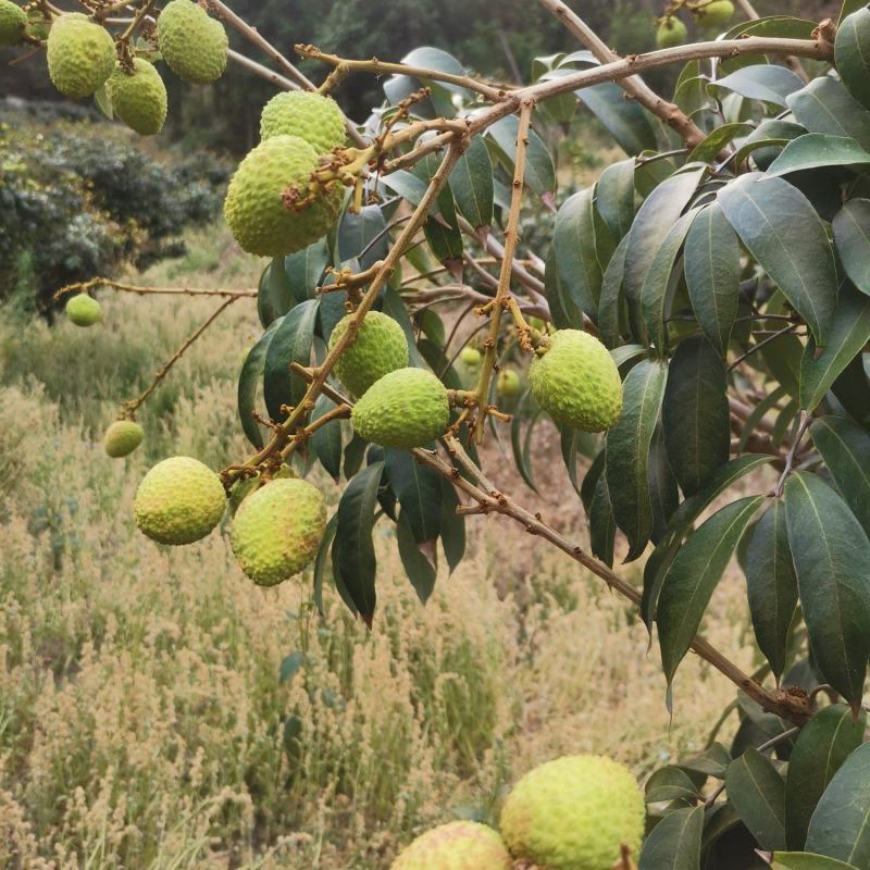 三月红茘枝