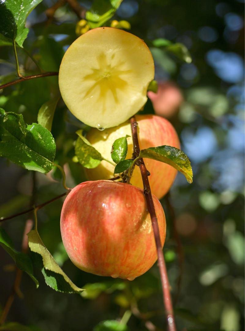 新疆阿克苏苹果大量供应产地直发，量大从优，各种规格都有