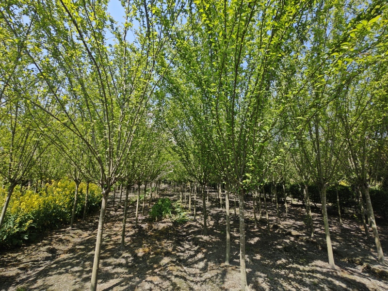 西府海棠垂丝工程绿化