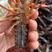 湖北精品精养塘养殖小龙虾，底板干净，品质优，硬规格