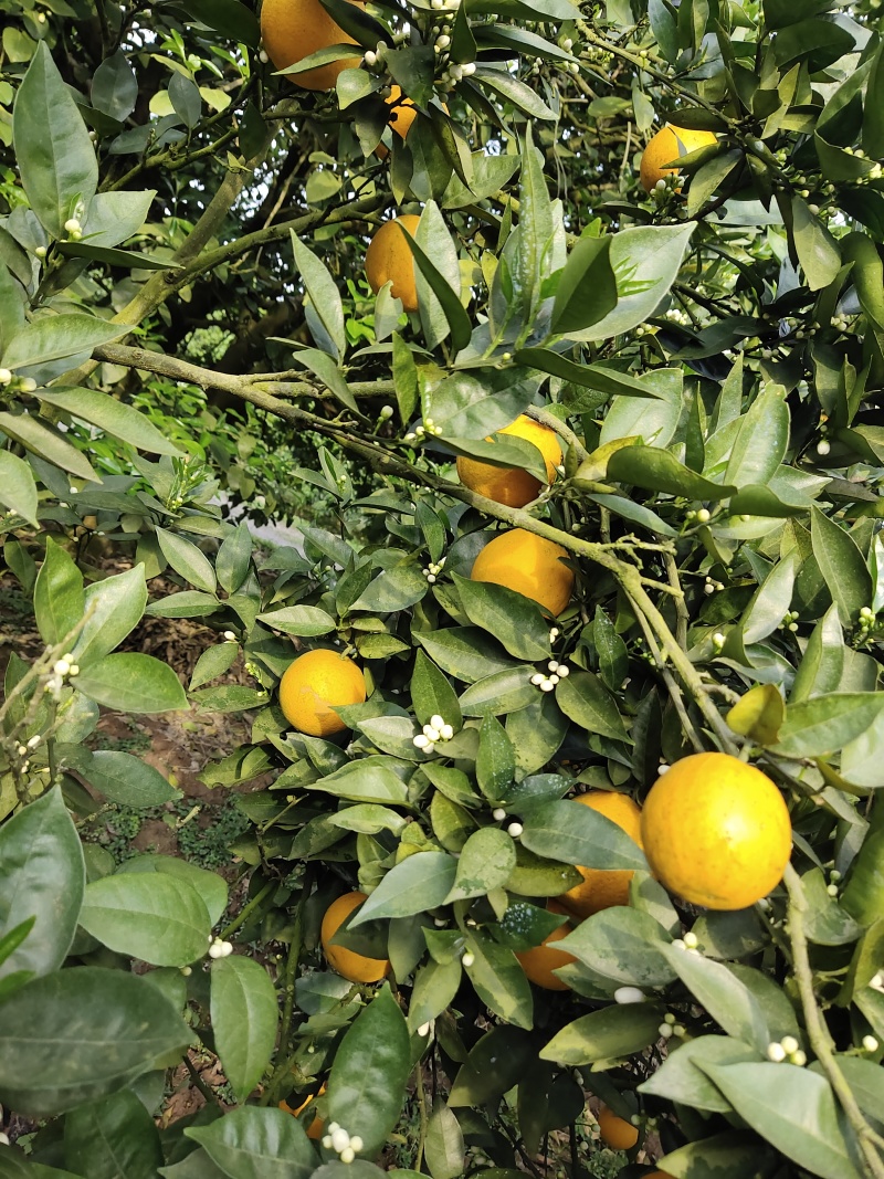 花果同树夏橙诚信合作货源充足量大从优大量接单