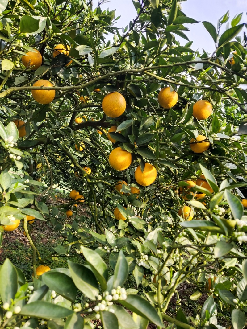 花果同树夏橙诚信合作货源充足量大从优大量接单