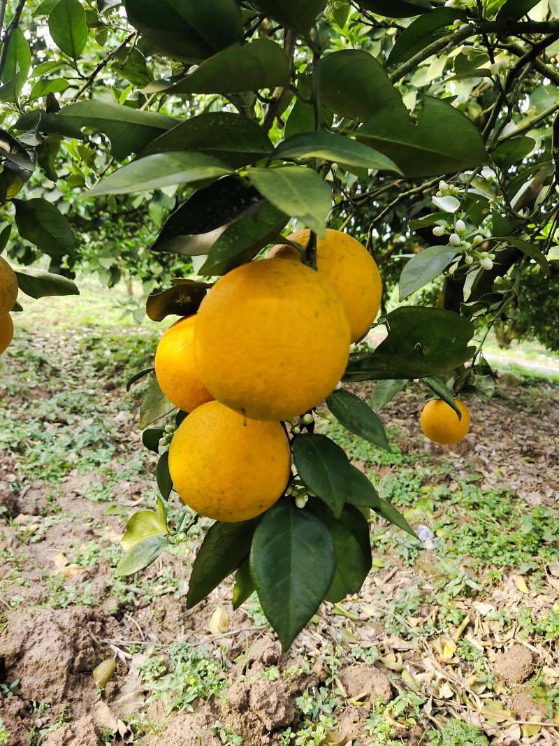 花果同树夏橙诚信合作货源充足量大从优大量接单