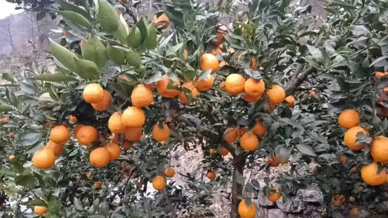 雅安石棉，明日见，甘平，春见，黄果柑等！