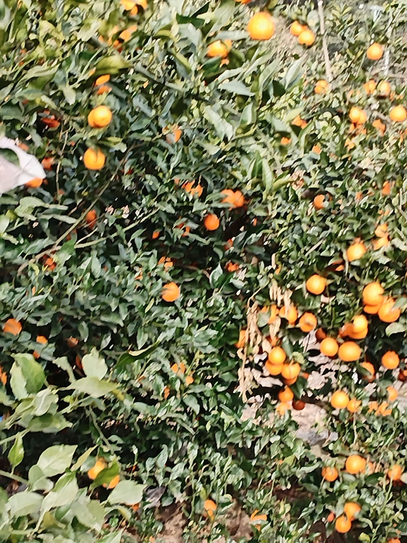 雅安石棉，明日见，甘平，春见，黄果柑等！