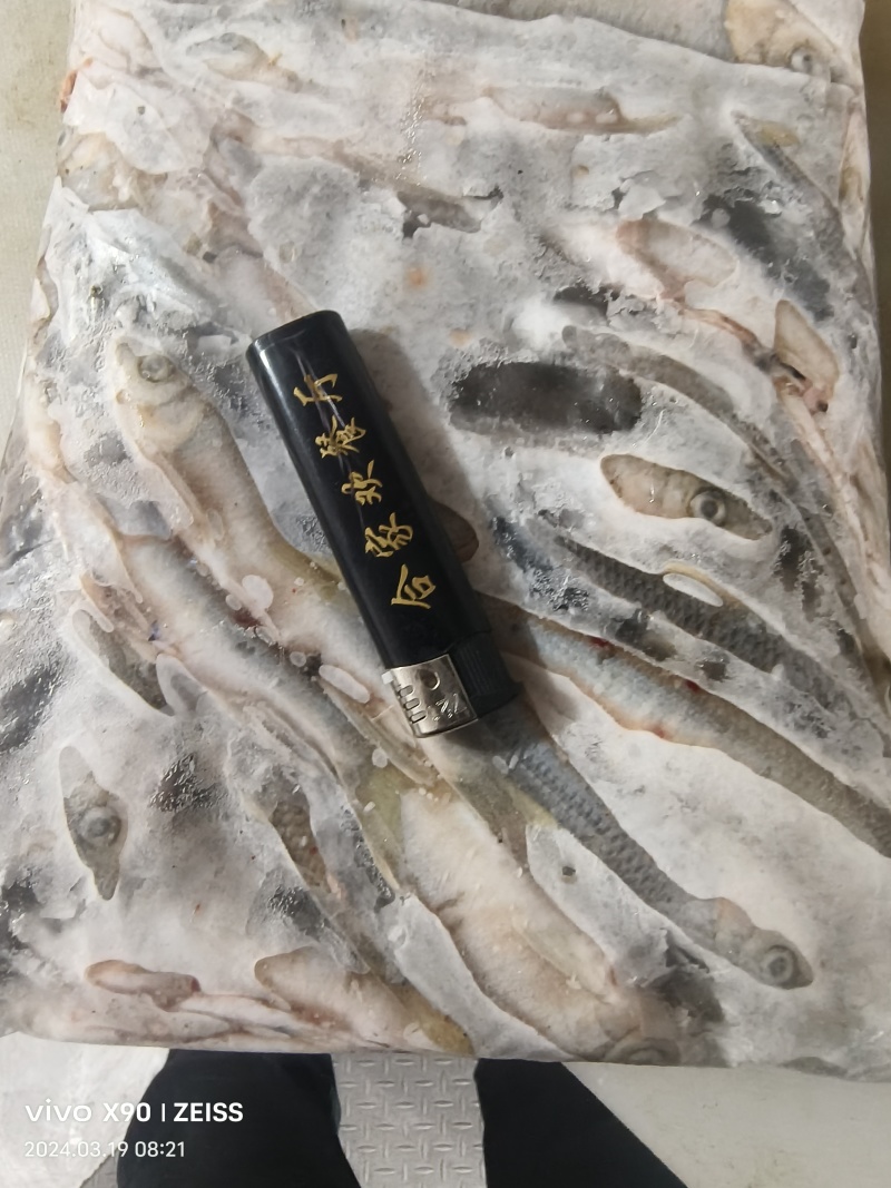 青林子鱼