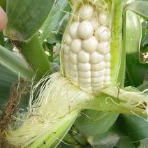 精品白花糯玉米产地直发品质保证量大从优欢迎
