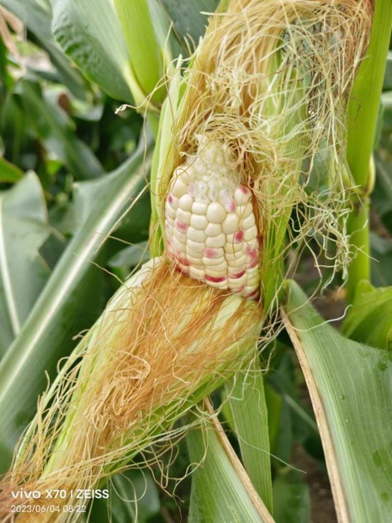 精品白花糯玉米产地直发品质保证量大从优欢迎联系