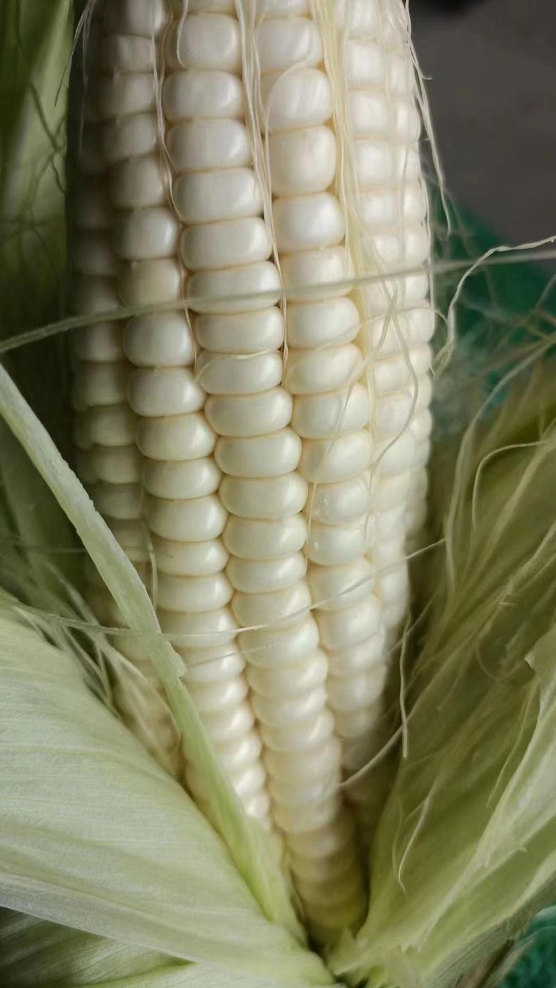 精品白花糯玉米产地直发品质保证量大从优欢迎联系