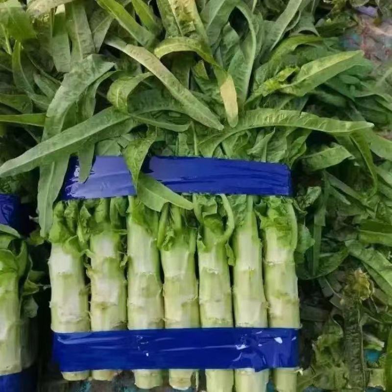 精品红叶香莴苣产地直发品质保证量大从优欢迎联系