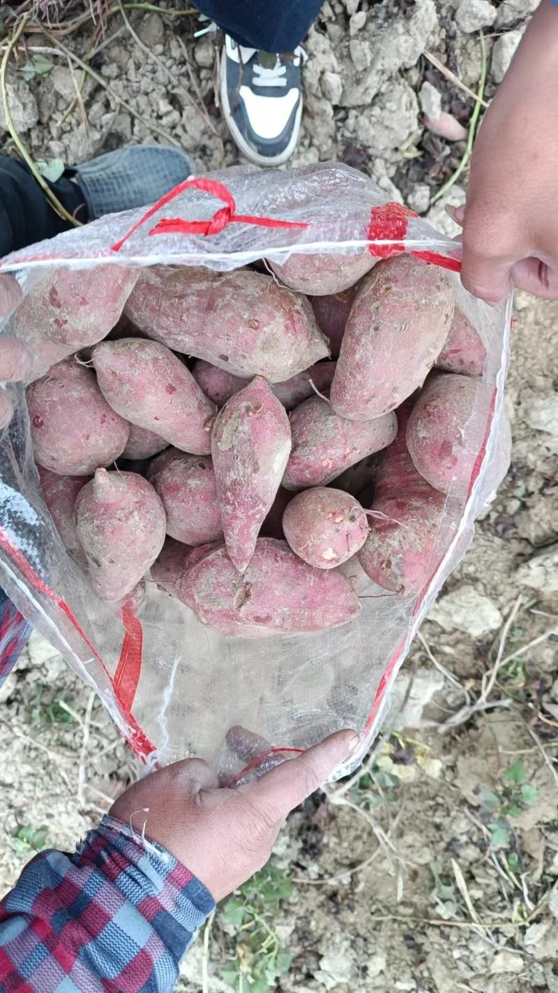 西瓜红大叶红601次品红薯养殖薯牛薯加工厂
