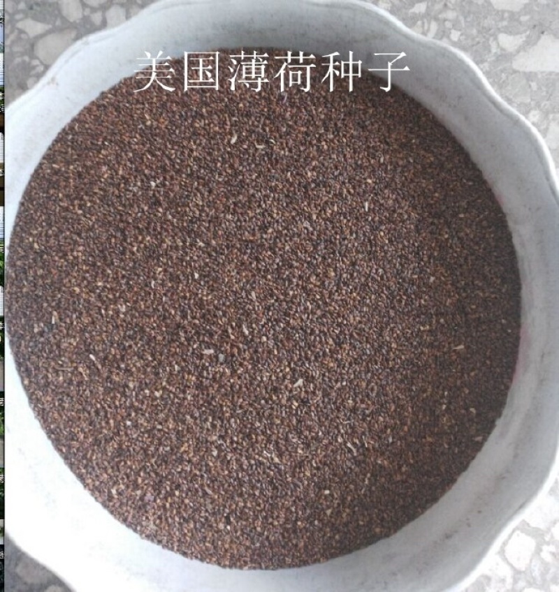 食用薄荷驱蚊花草植物四季阳台盆栽可食用观赏柠檬薄荷叶