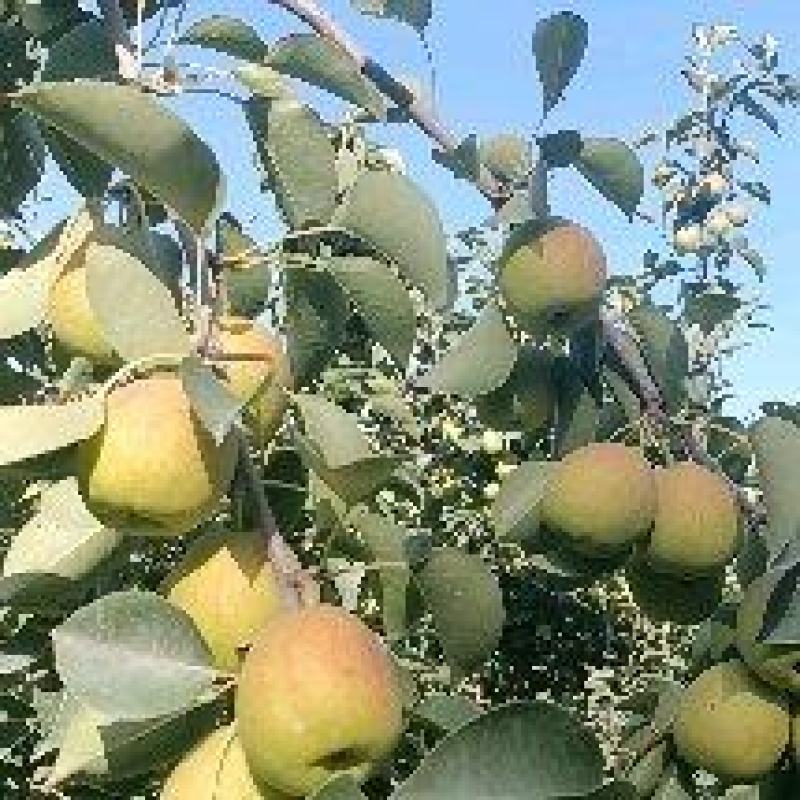 库尔勒香梨