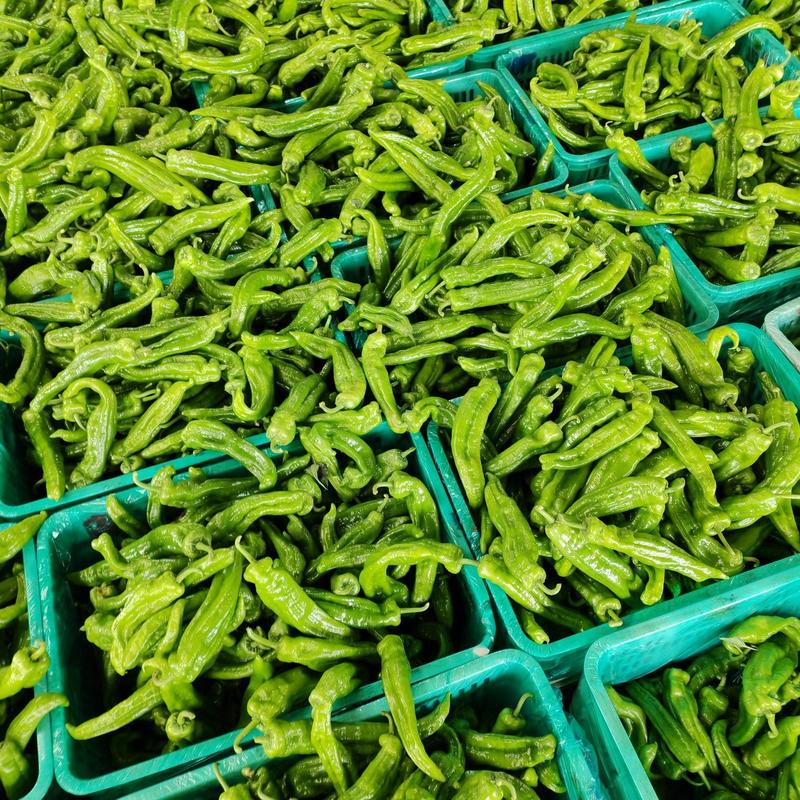 精品山东兰陵301大青椒，薄皮椒，芜湖椒，货量大产地直发