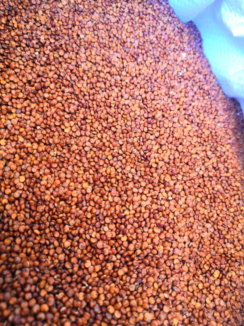 红藜麦批发大颗粒青海藜麦五谷杂粮
