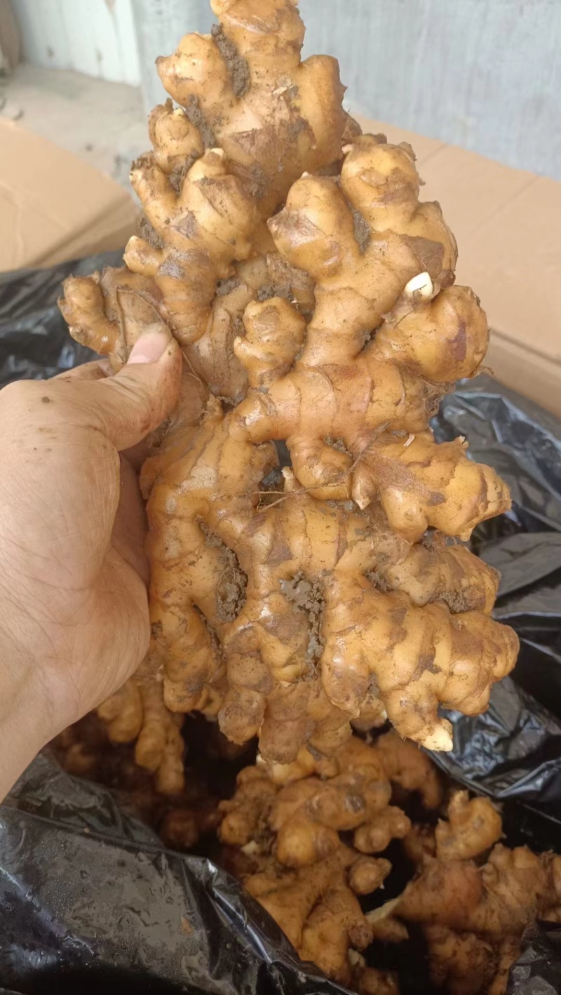 精品黄口老姜母，新货上市。需要的联系，价格美丽。