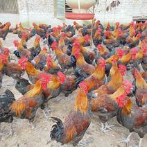 桂林灵山土公鸡均重4.8原生态量大来