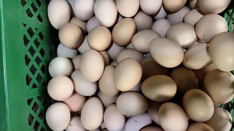 【推荐】蒙山农家散养草鸡蛋一手货源供应市场商超电商