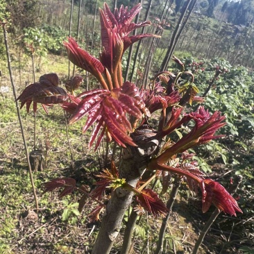 香椿芽