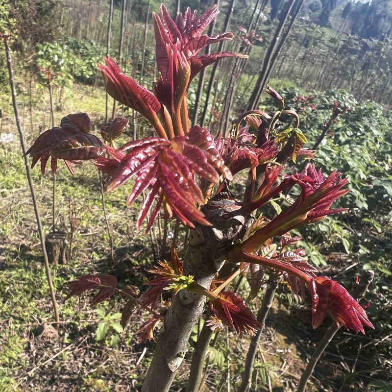 香椿芽