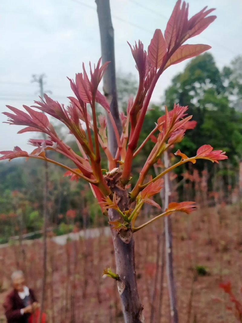香椿芽