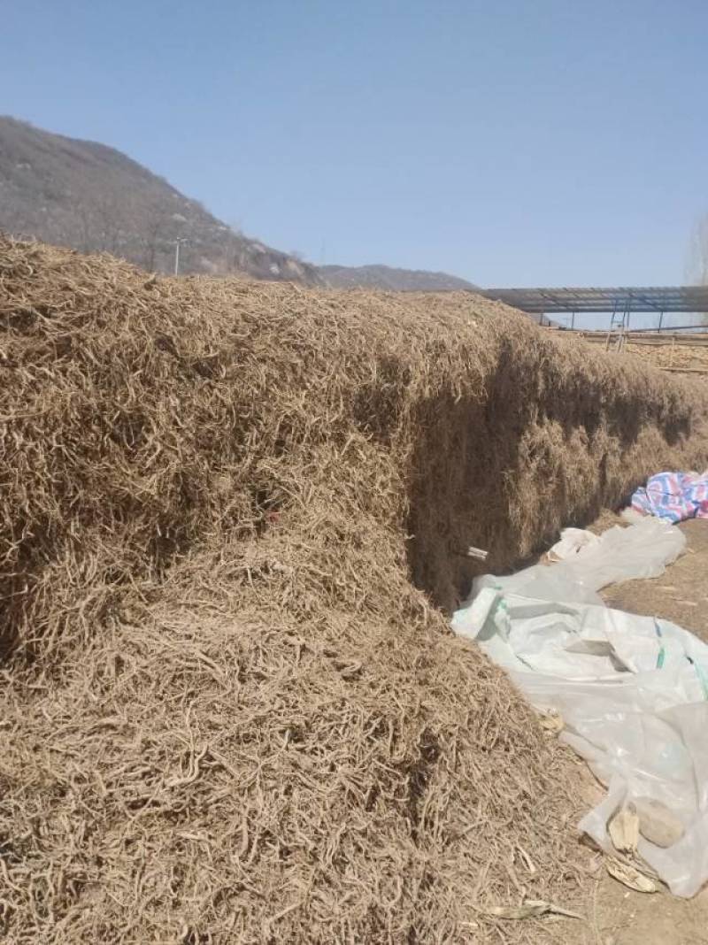 黄芩