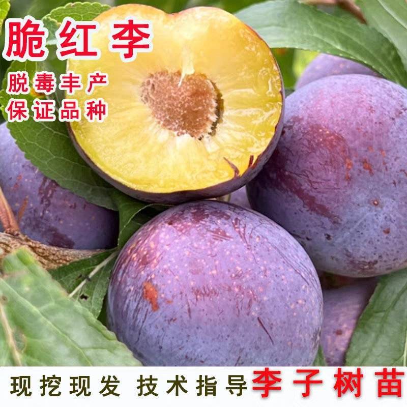 晚熟种植当年结果四川脆红李苗脱骨脆李苗嫁接南北方李子树