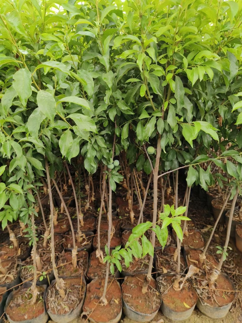 晚熟种植当年结果四川脆红李苗脱骨脆李苗嫁接南北方李子树