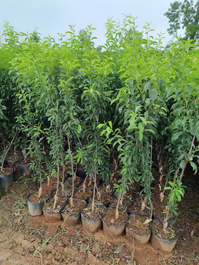 晚熟种植当年结果四川脆红李苗脱骨脆李苗嫁接南北方李子树