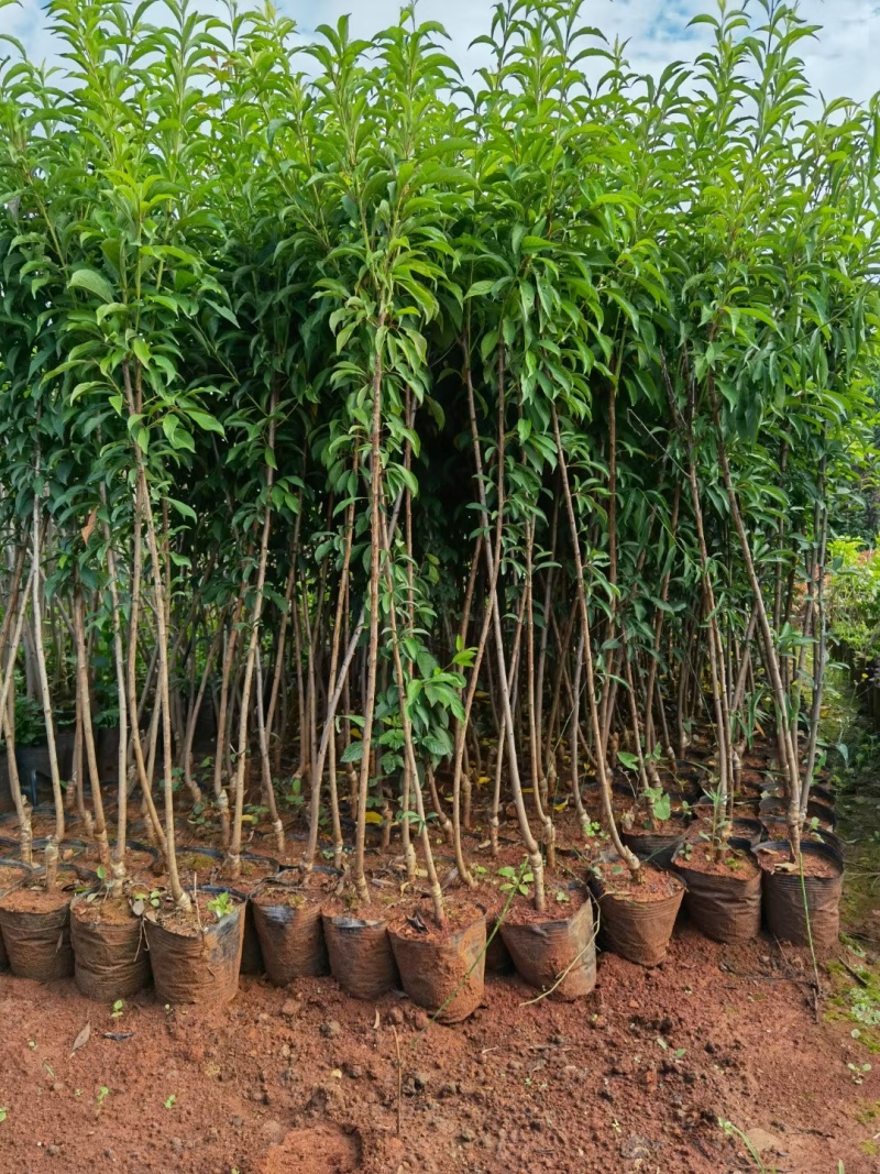 晚熟种植当年结果四川脆红李苗脱骨脆李苗嫁接南北方李子树