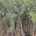 晚熟种植当年结果四川脆红李苗脱骨脆李苗嫁接南北方李子树
