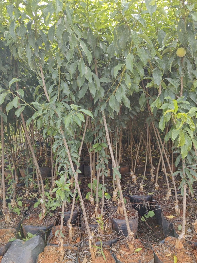 晚熟种植当年结果四川脆红李苗脱骨脆李苗嫁接南北方李子树