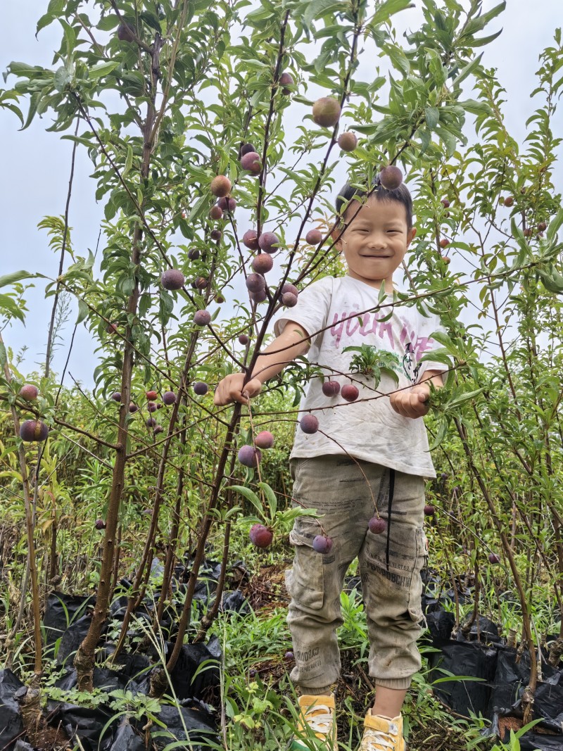 晚熟种植当年结果四川脆红李苗脱骨脆李苗嫁接南北方李子树