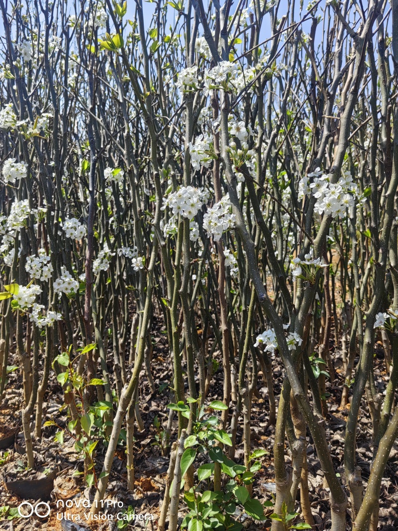 秋月梨树苗，脆冠梨树苗，云南红梨苗，