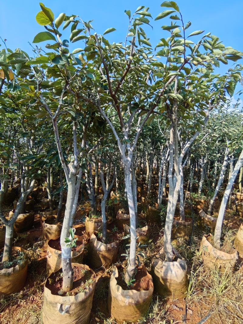 阳丰柿子苗，柿子袋苗，太秋柿子树，次郎柿子树