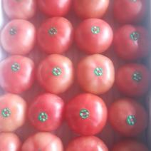 宁夏银川暖棚硬粉西红柿大量有货有需要的老板随时