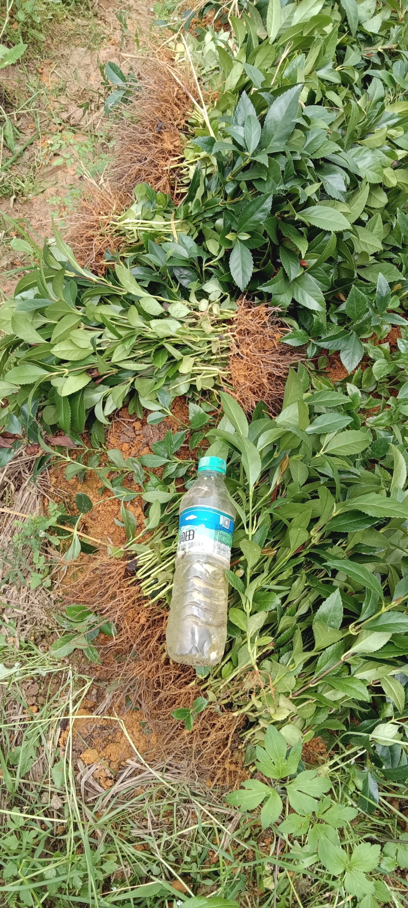 草珊瑚苗，属多年生常绿草本。亲自种植，质量有保障
