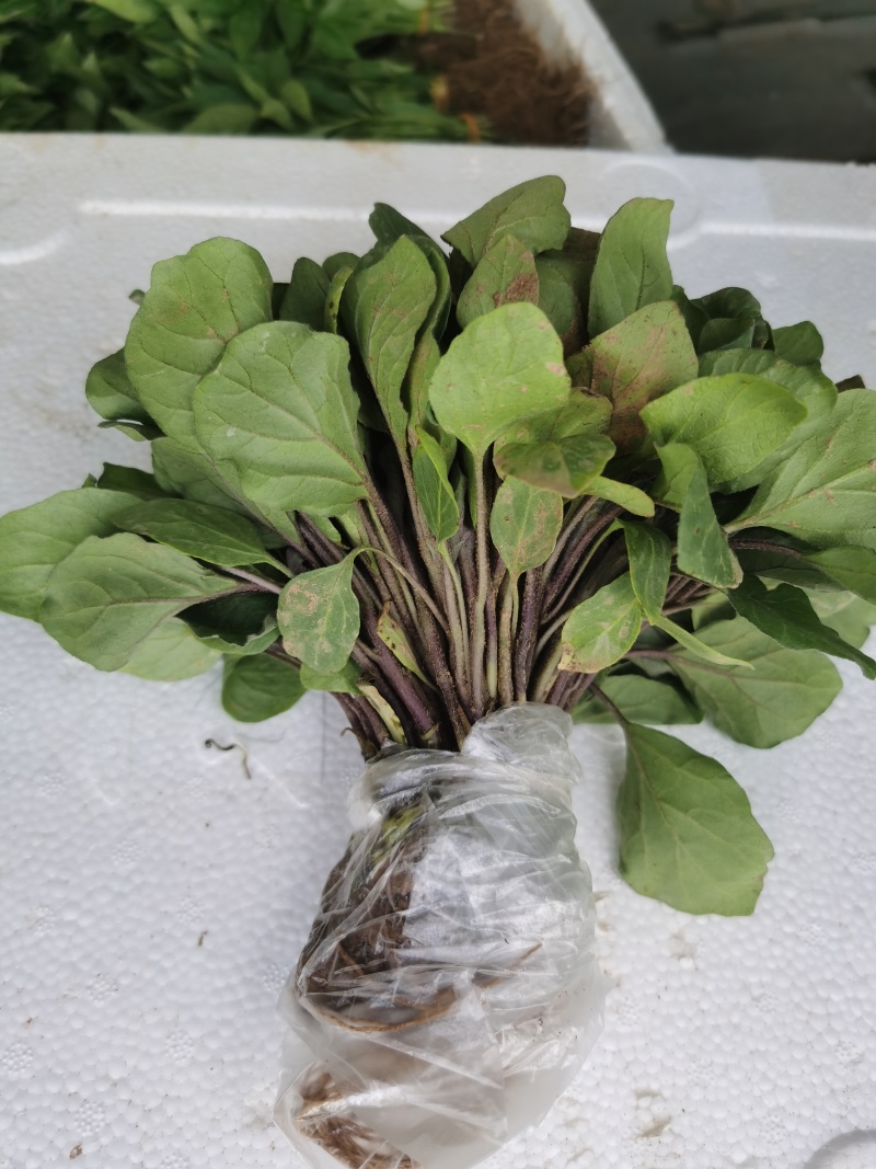 优质茄子苗，紫盖长茄
