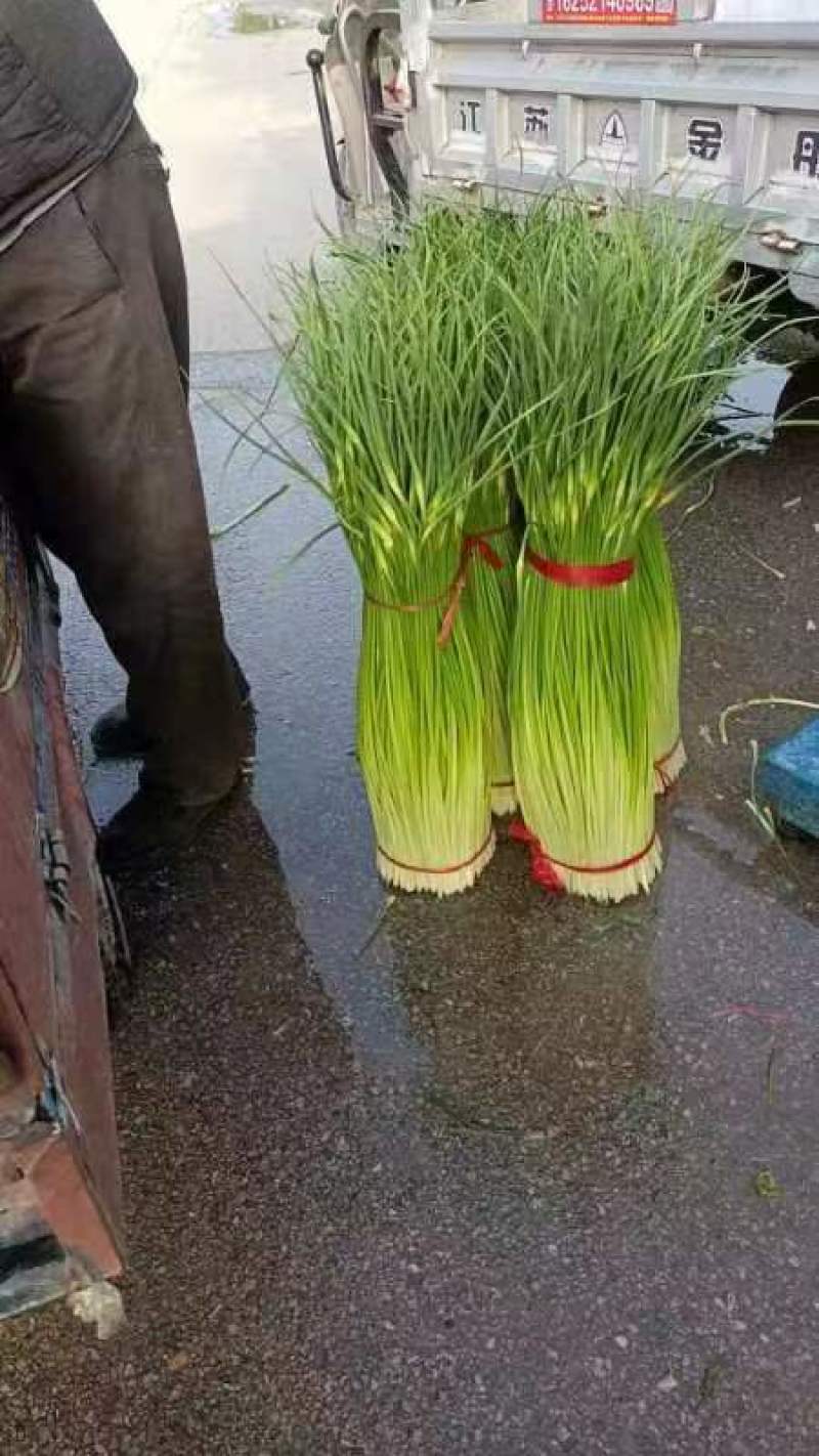 蒜苔精品白冒蒜苔产地上市，产地有冷库预冷一体服务模式