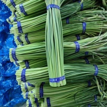 红帽蒜苔大量供应中，供应电商，以及各大市场需求