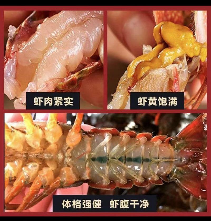 大青/中青/小青小龙虾产地直发肉质饱满全国发货