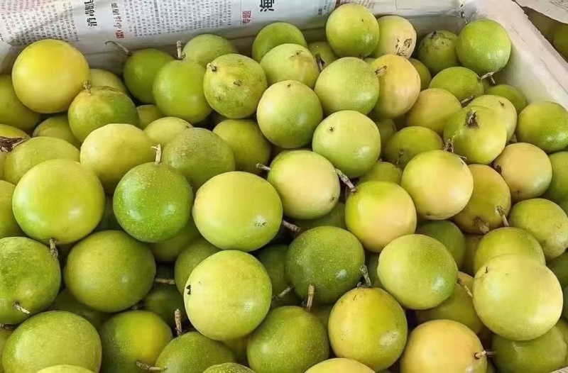 钦蜜9号一款纯甜无酸百香果