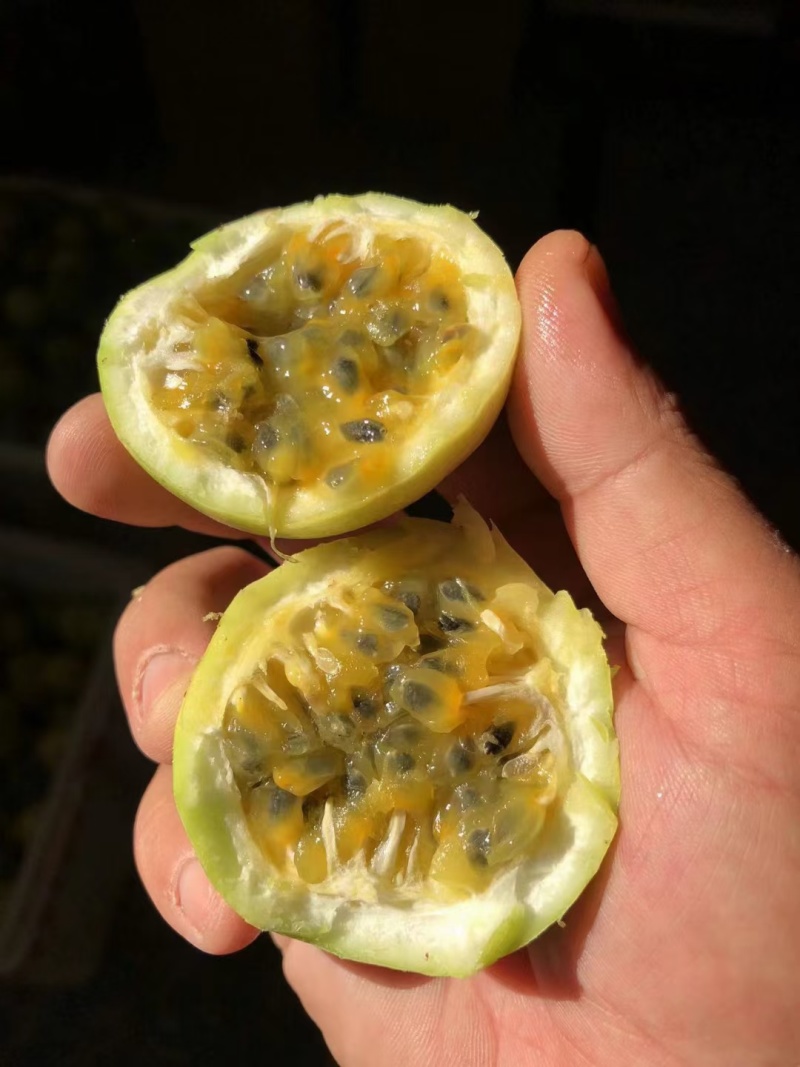钦蜜9号一款纯甜无酸百香果