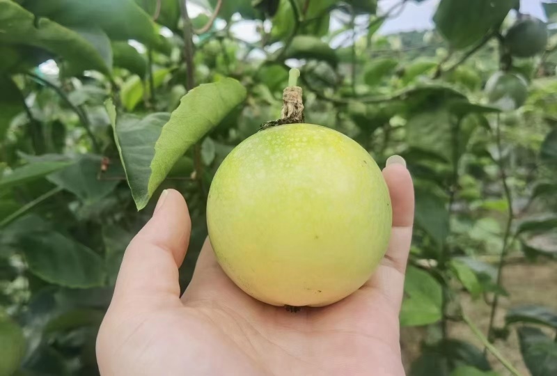 钦蜜9号一款纯甜无酸百香果